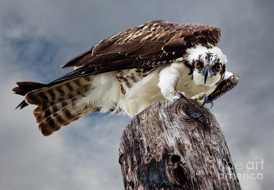 Osprey Stare Photograph by Dawna Moore Photography
