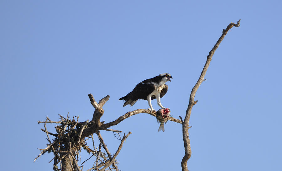 Osprey Photograph - Osprey with Catch I by Christine Stonebridge Osprey Photograph - Osprey with Catch I by Christine Stonebridge
