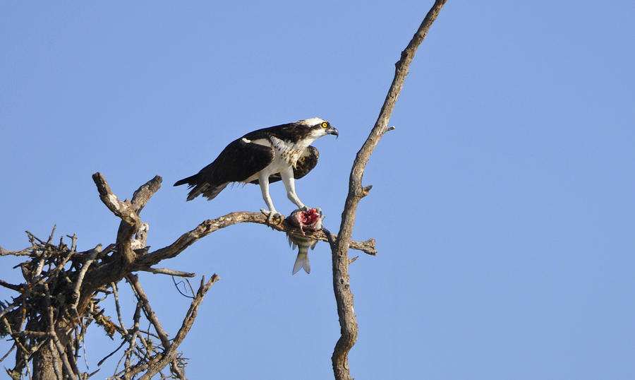 Osprey Photograph - Osprey with Catch II by Christine Stonebridge Osprey Photograph - Osprey with Catch II by Christine Stonebridge