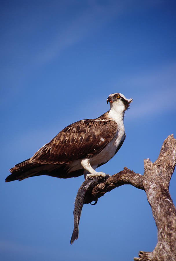 Osprey with fish Photograph by Bradford Martin