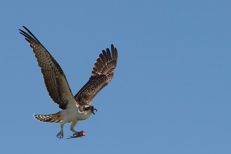 Osprey with Fish in Talons Photograph by Stephanie McDowell - Fine Art ...