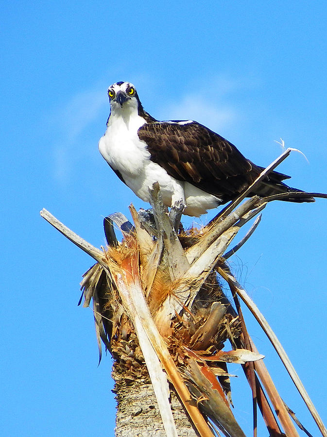 Nature Photograph - Osprey with Fish by Judy Wanamaker