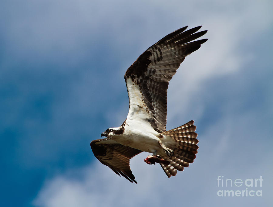 osprey with fish