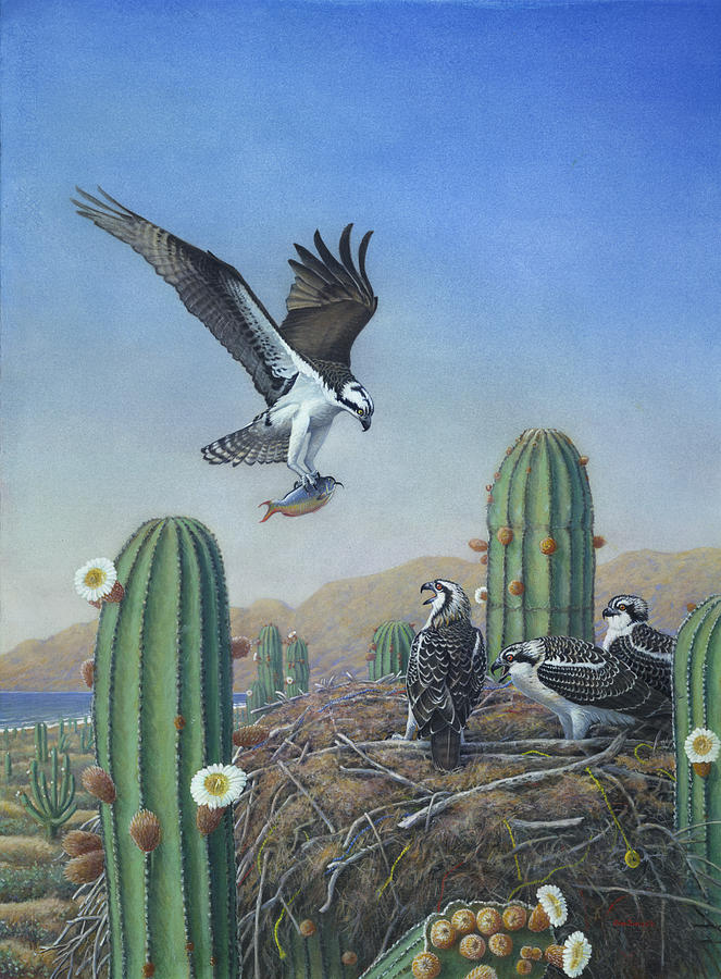 Ospreys at Nest Baja Painting by Jon Janosik