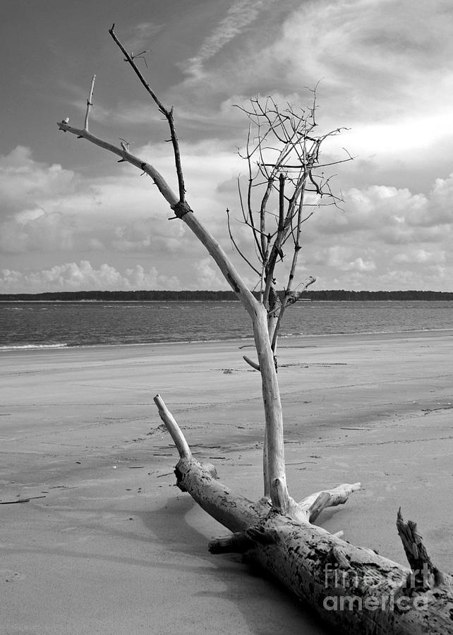 Ossabaw Island 2 Photograph by Susan Cliett