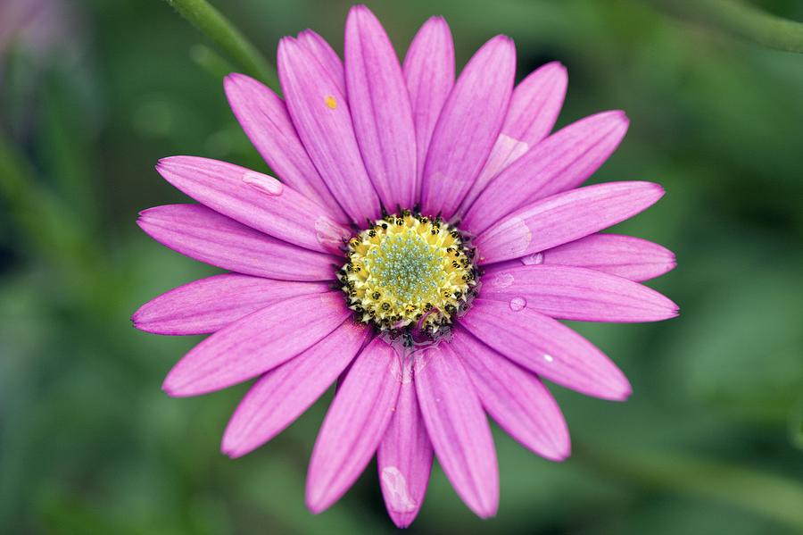 Osteospermum 'star Of The Veldt' Photograph by Dr Keith Wheeler | Pixels