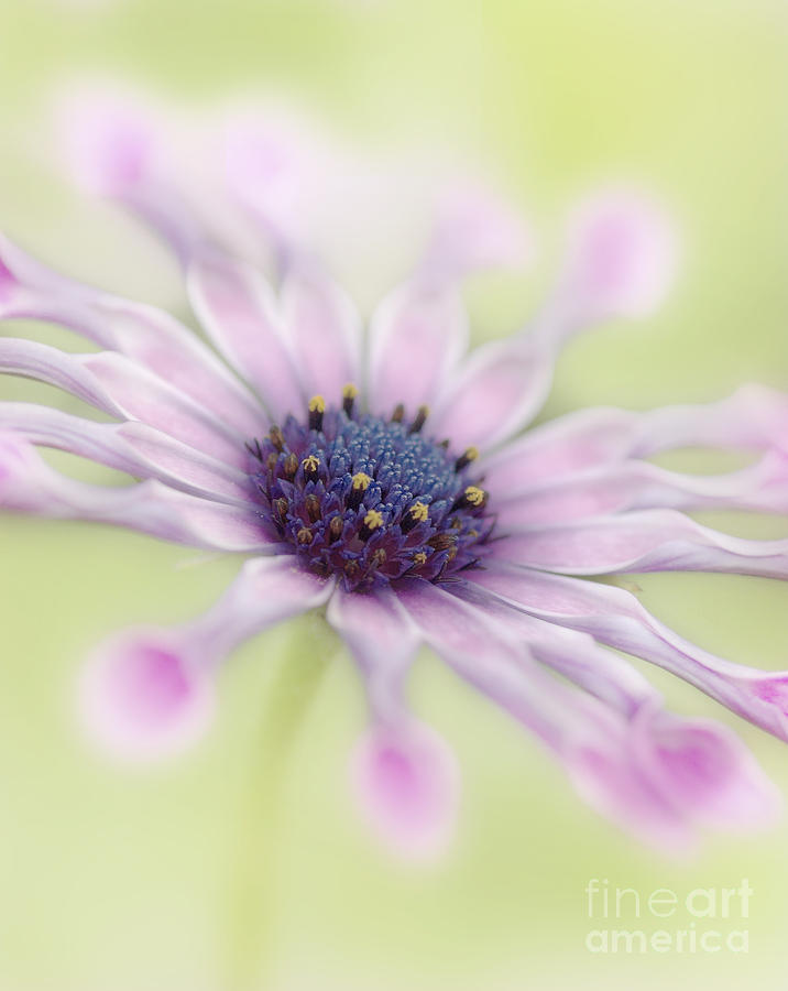 Flowers Still Life Photograph - Osteospermum Whirligig by Martin Williams