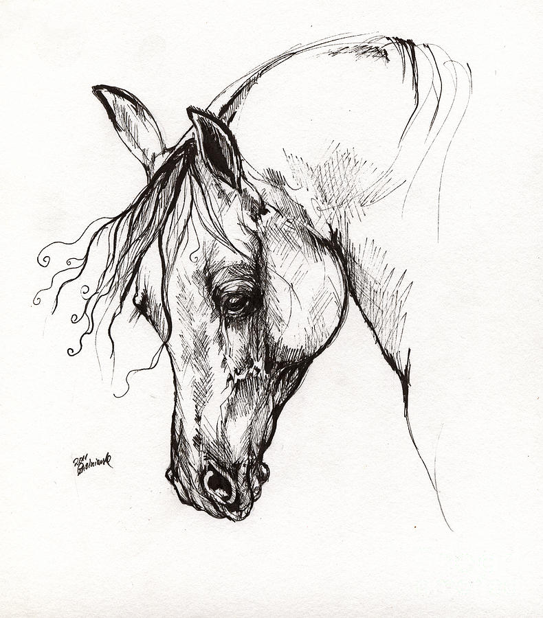 Ostragon polish arabian horse 1 Drawing by Ang El - Fine Art America