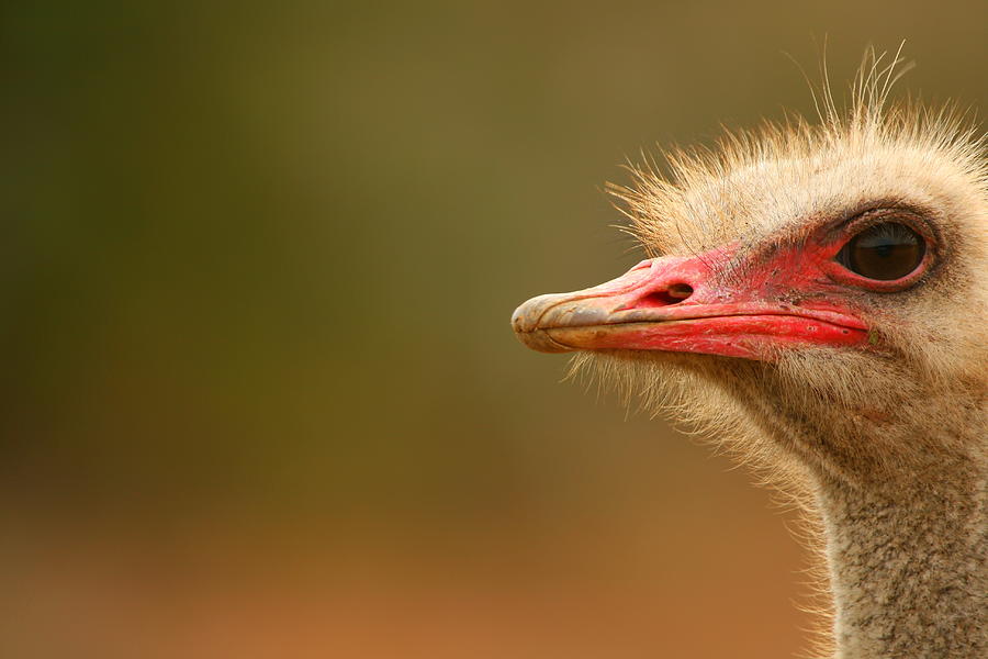 Ostrich Eye Photograph by Bruce J Robinson