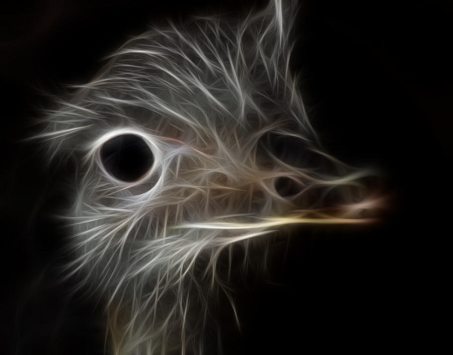 Ostrich Fractalius Photograph by Maggy Marsh