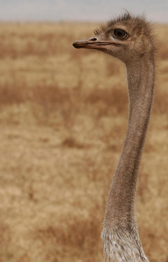 Ostrich in the Wild Photograph by C Ribet