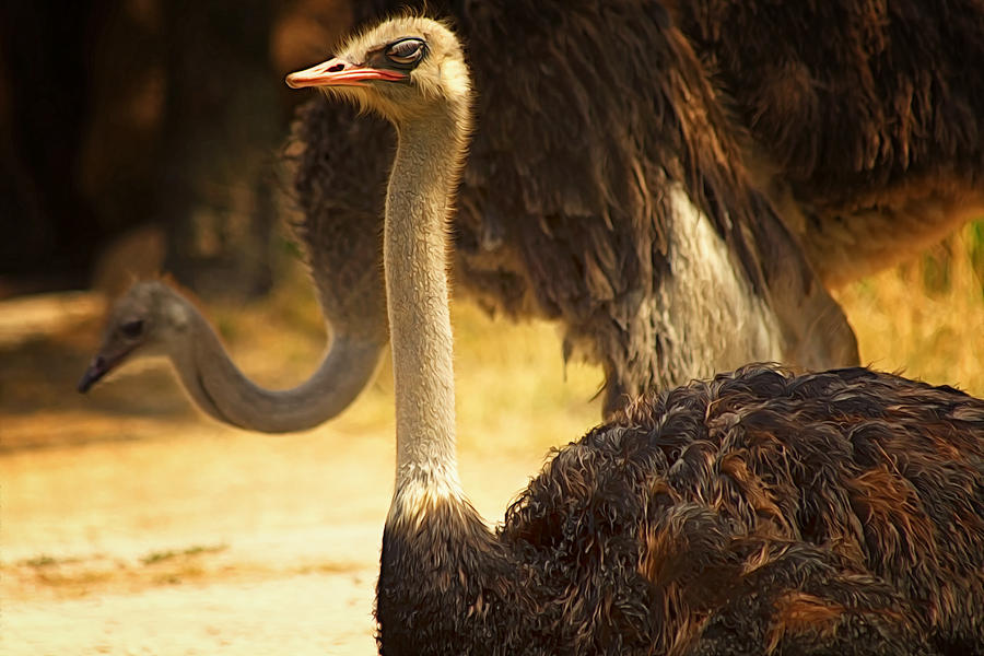 Ostrich Photograph by Linda Tiepelman