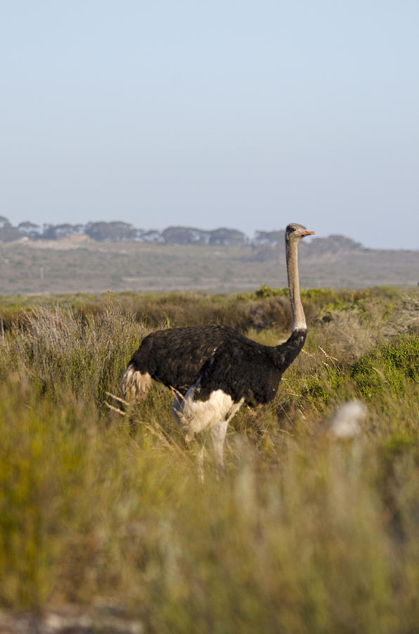 Ostrich Photograph by Perry Van Munster