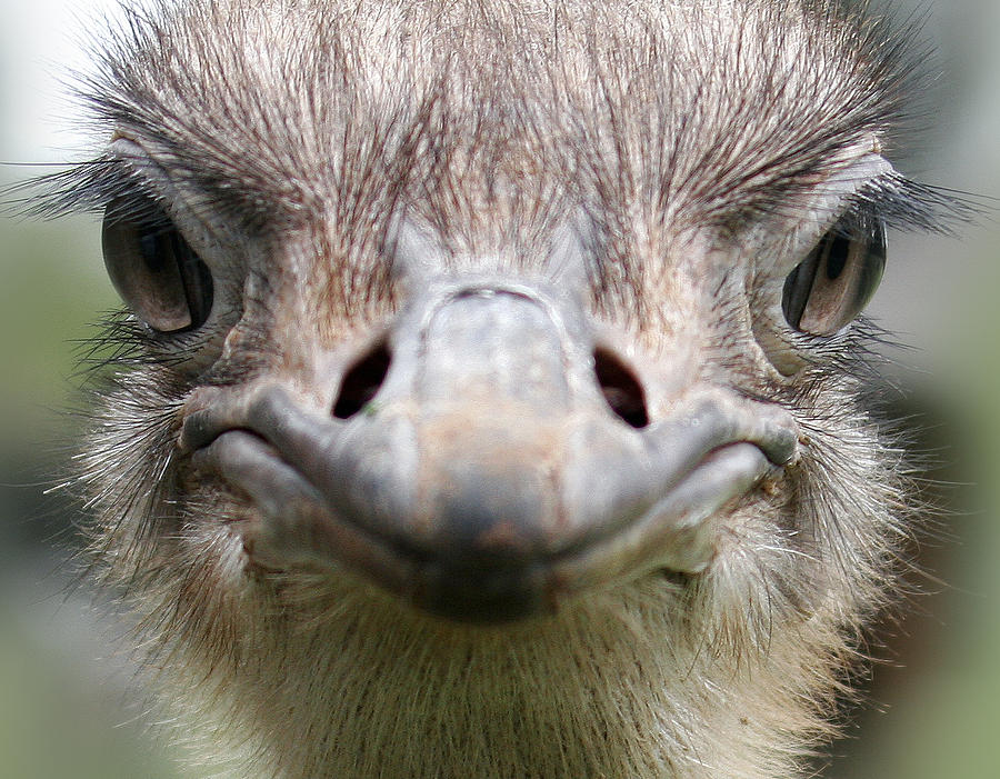 Ostrich Photograph - Ostrich Quizical by C Ribet
