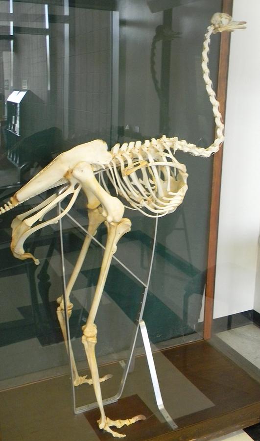 Ostrich Photograph - Ostrich Skeleton by Warren Thompson