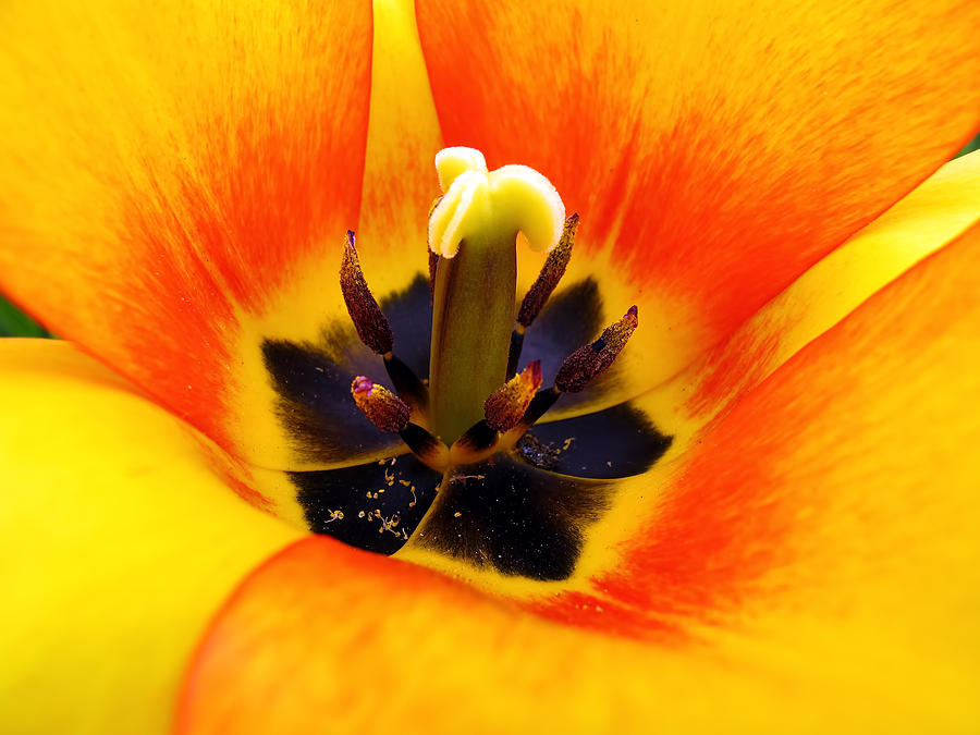 Flower Photograph - Ottawa Tulip Festival - Macro Shot of Stamen and Pistil - Yellow Orange Flower in Bloom by Chantal PhotoPix