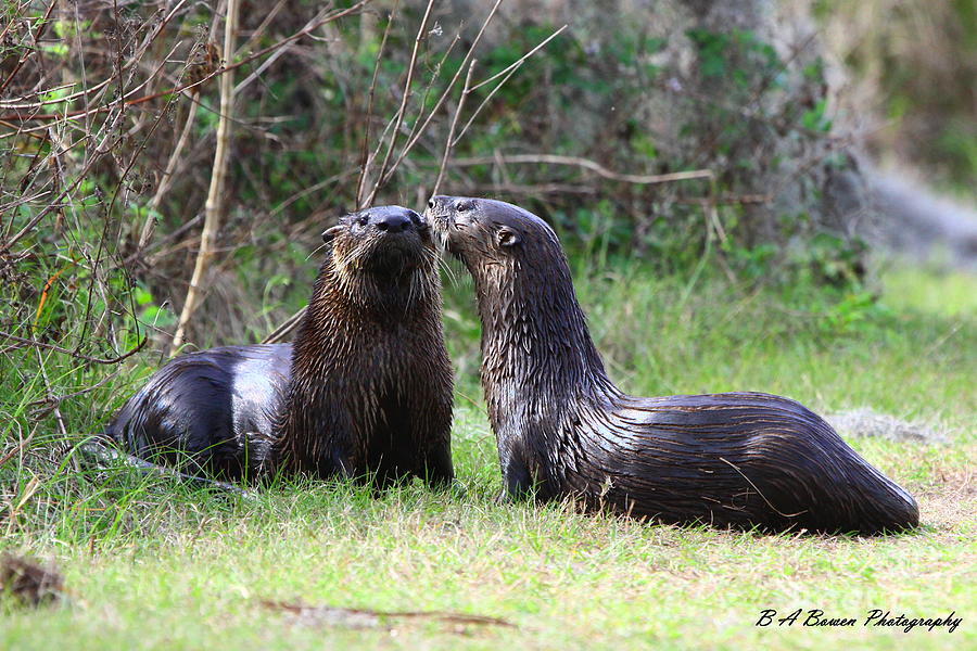 Otter Buddies Photograph by Barbara Bowen
