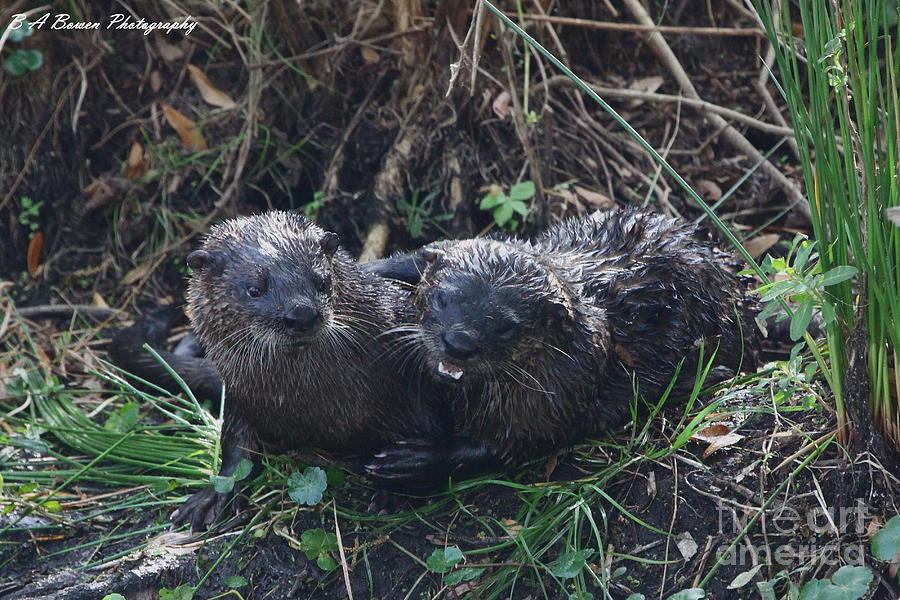 Otter Photograph - Otter couple by Barbara Bowen