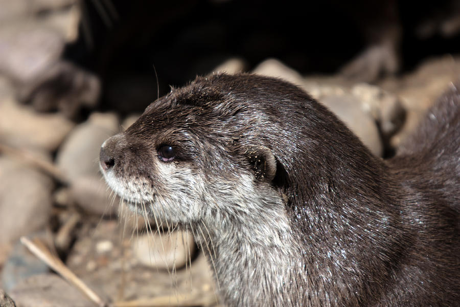 Otter Photograph by Dawn OConnor - Fine Art America