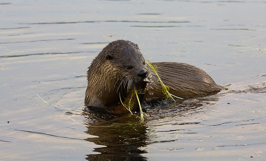 Otter in River Photograph by Clinton Nelson - Fine Art America