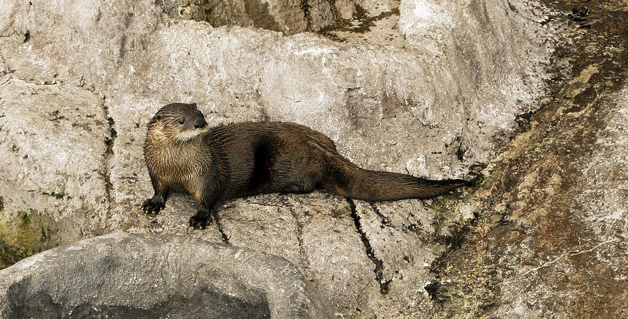 Otter Photograph by Marilyn Hunt