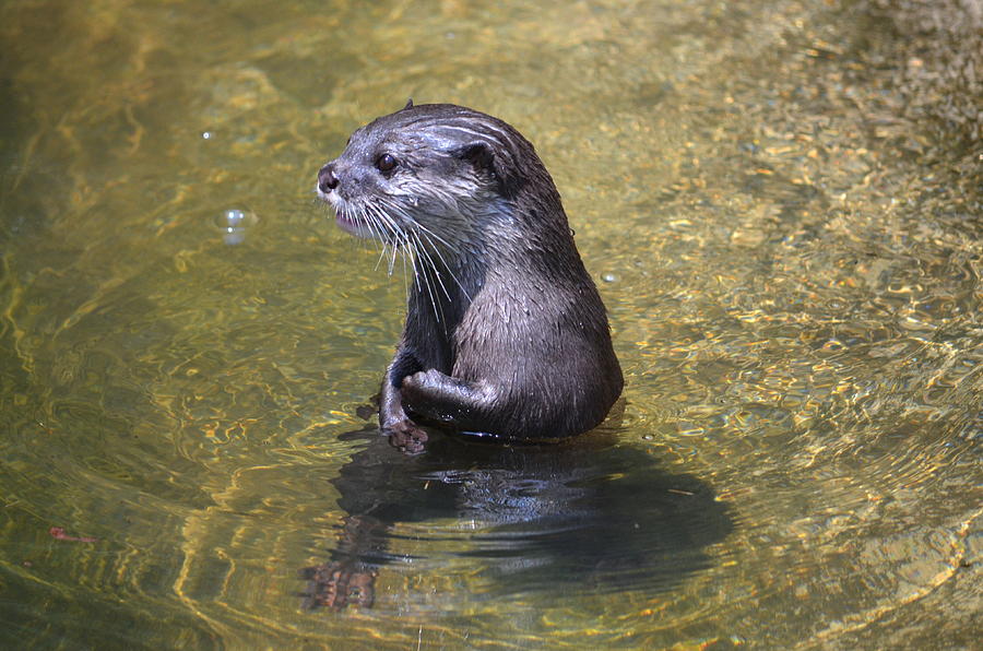 Wildlife Photograph - Otter Portrait by Ronald T Williams