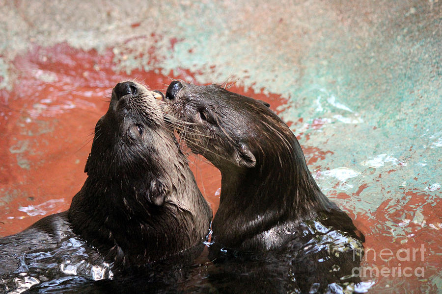 Otterly Affection Photograph by Kathy  White