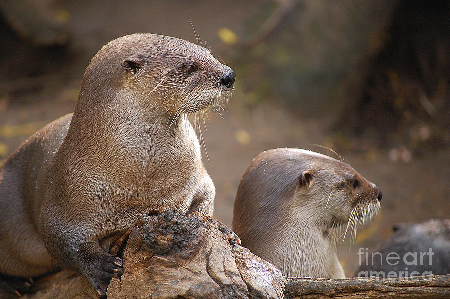 Nature Photograph - Otters by Anjanette Douglas
