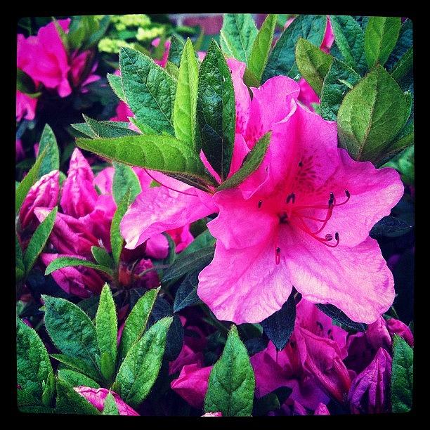 Our Azalea In The Front Yard Burst Open Photograph by Lauren Mccullough