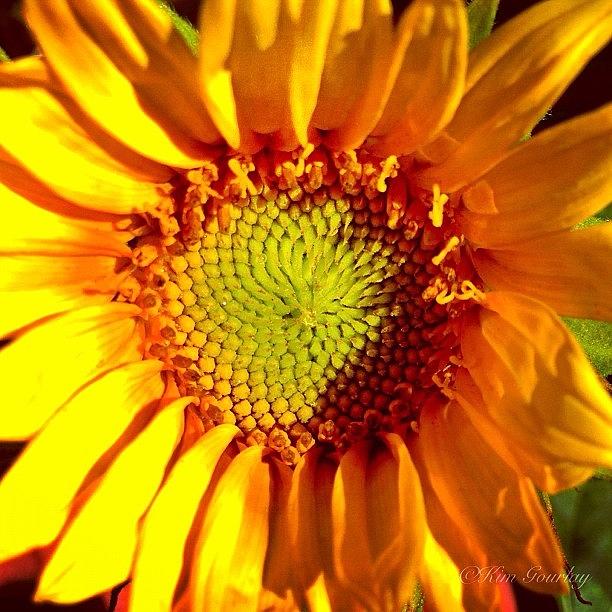 Sunflower Photograph - Our First Sunflower Blooming! by Kim Gourlay