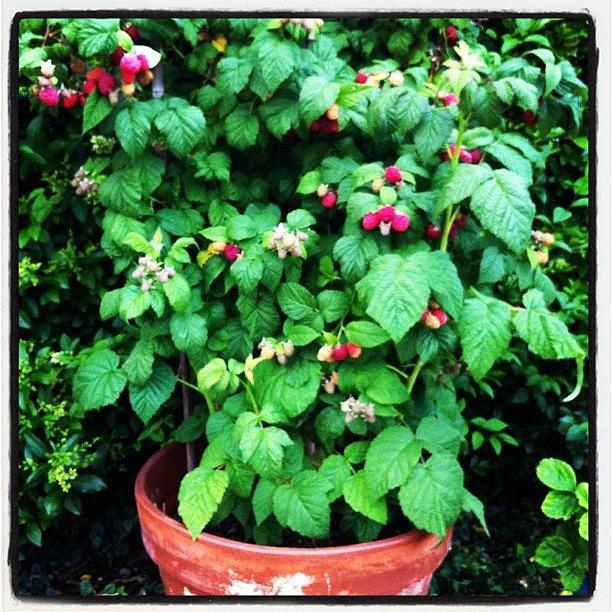 Our Raspberry Bush :) Photograph by Amy Phillpott