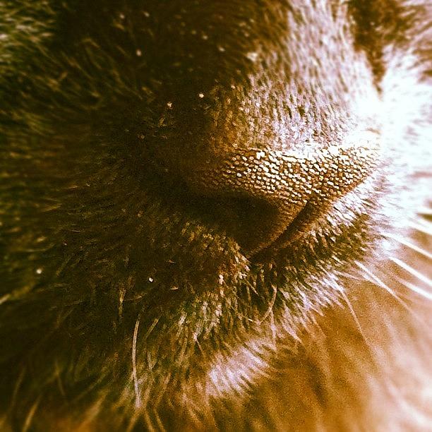 Cat Photograph - Our Very Cute Cat Nose :) #cat #cats by Neil Ormsby