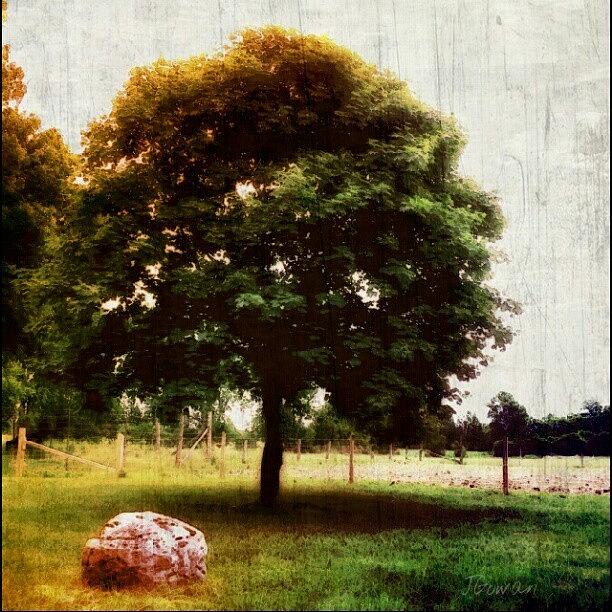 Nature Photograph - Out At The Farm. #atthefarm #farm #tree by Jess Gowan