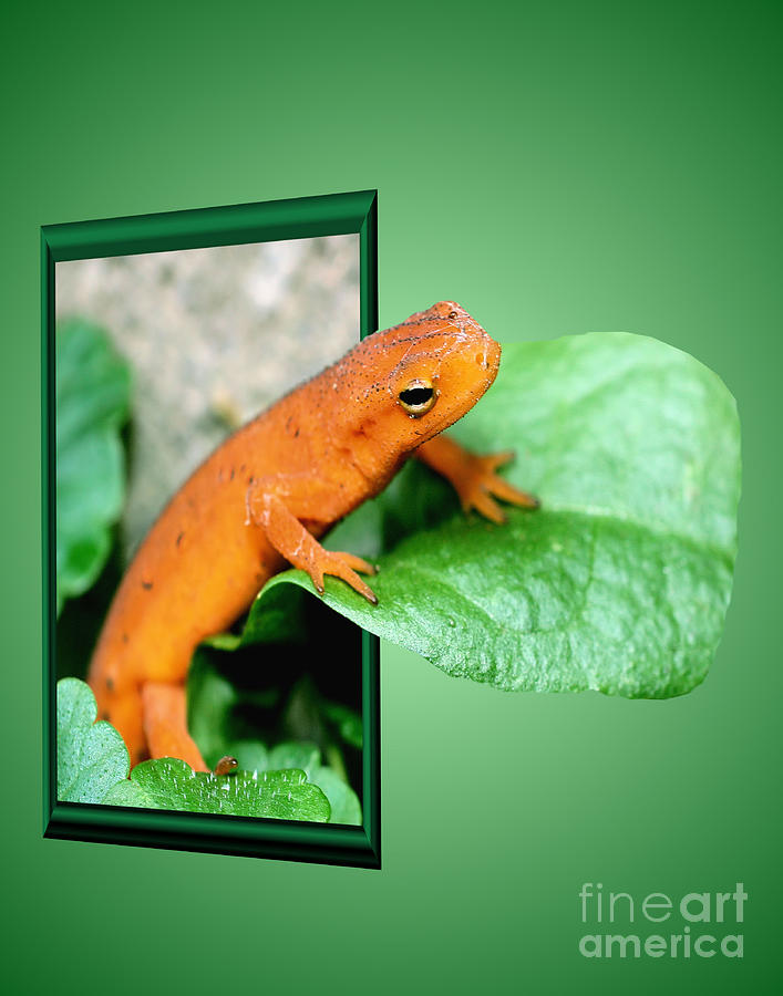 Orange Salamander Out Of Frame Photograph by Smilin Eyes Treasures