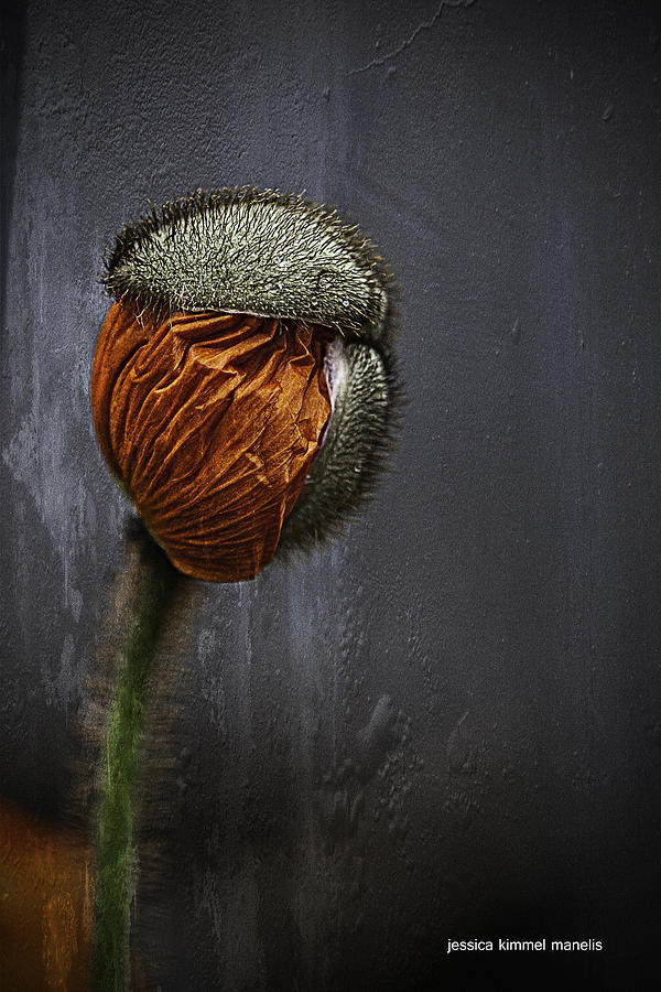 Poppies Photograph - Out Of Darkness Grows Flowers by Jessica Manelis Poppies Photograph - Out Of Darkness Grows Flowers by Jessica Manelis