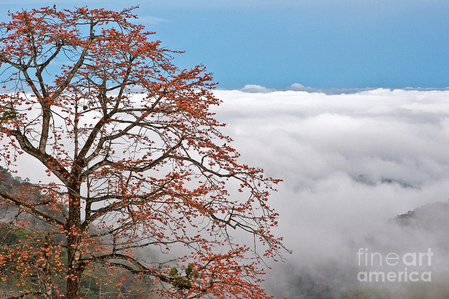 Mountain Photograph - Out of the Clouds by Sonny Marcyan
