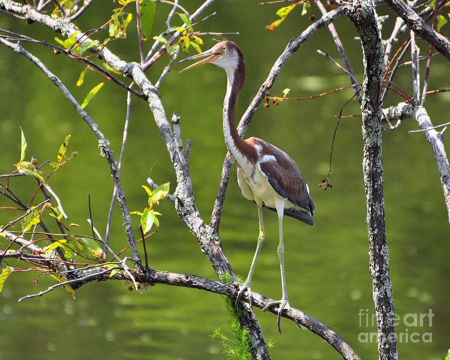 Heron Photograph - Out on a Limb by Al Powell Photography USA