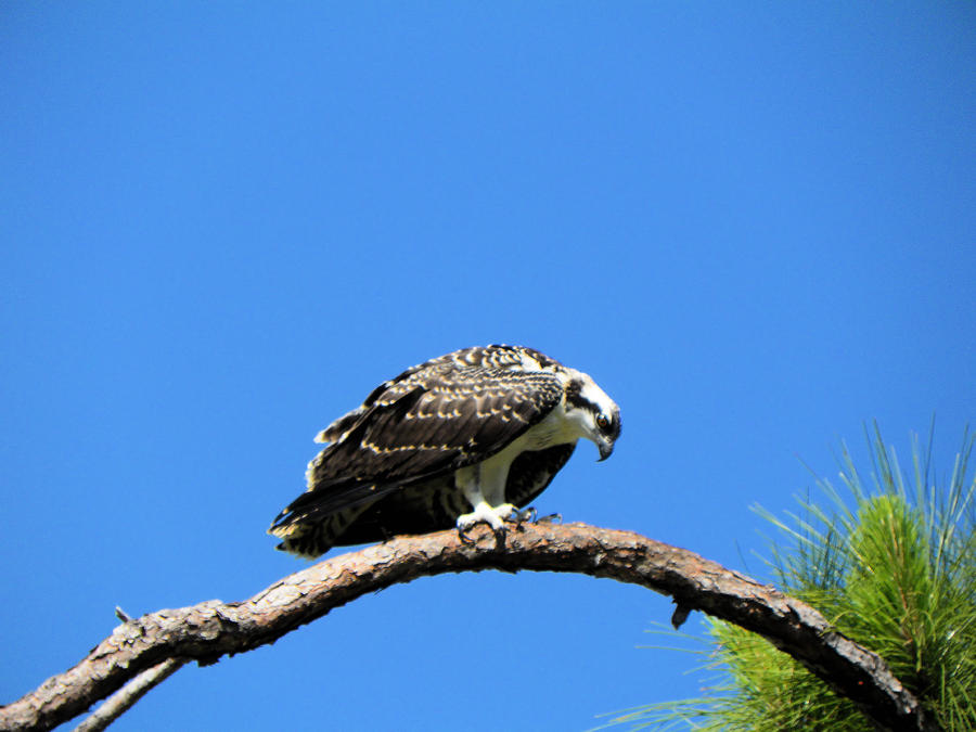 Out on a Limb Photograph by Rosalie Scanlon