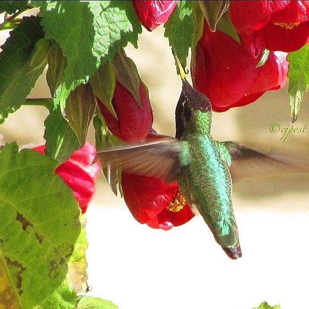 Flower Photograph - Out To Lunch. #hummingbird by Cynthia Post