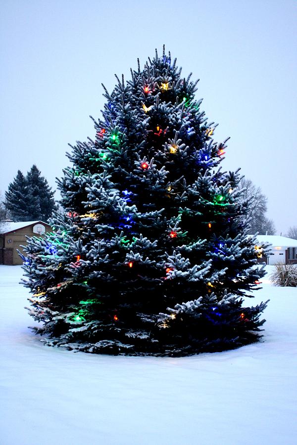 Outdoor Christmas tree Decorated Photograph by Sean M - Fine Art ...