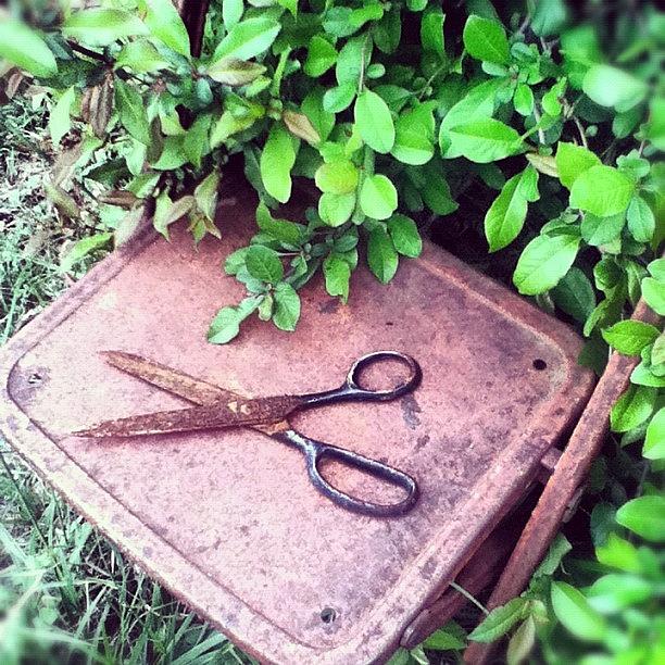 Scissor Photograph - #outdoors #scissors #rust #old by Emma Holton