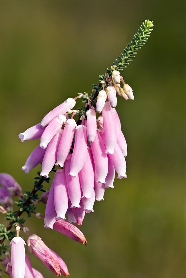 Flower Photograph - Outeniqua Heather (erica Versicolor) by Peter Chadwick