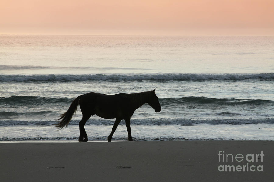 Outer Banks Mustang Photograph by Lori Bristow - Pixels