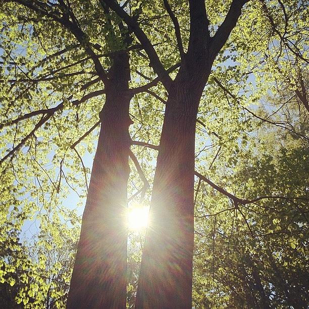 Tree Photograph - #outside , #trees , #sun by Jason Antich