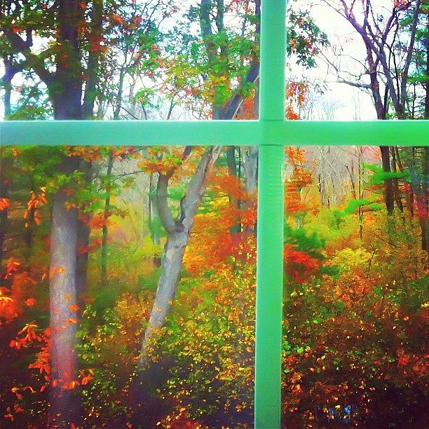 Outside My Window~ Photograph by Lia Kent