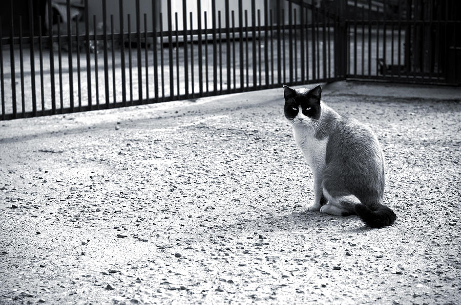 Cat Photograph - Outside of the railings by Laura Melis