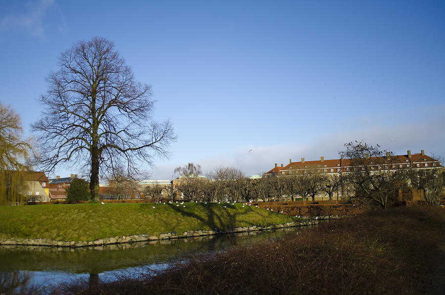 Tree Photograph - Outside Rosenborg by YL Tan