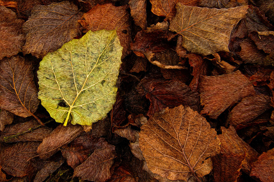 Pattern Photograph - Outstanding leaf by Jean Noren