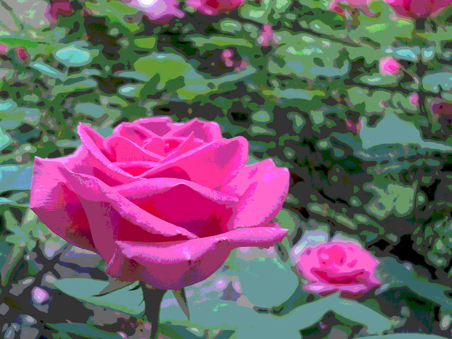 Outstanding Pink Rose Photograph by Padre Art