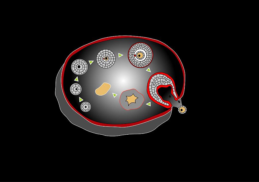 Ovarian Cycle Artwork Photograph By Francis Leroy Biocosmos Fine Art America 8502